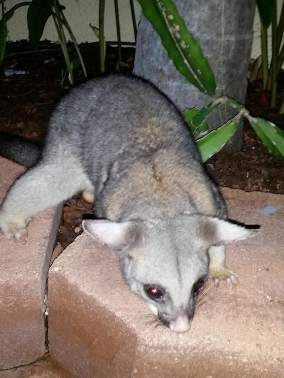 Reef Lodge Backpackers タウンズビル エクステリア 写真